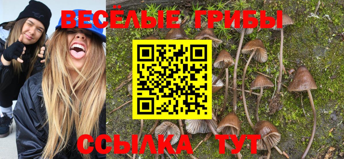 Галлюциногенные грибы Psilocybine cubensis Каменск-Шахтинский